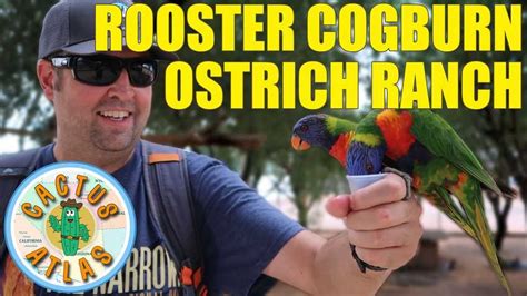 Rooster Cogburn Ostrich Ranch | Hours, Prices, Directions and Information - Cactus Atlas