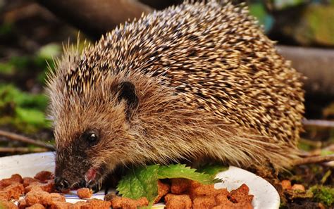 Images Gratuites : la nature, épineux, mignonne, faune, repas, l'automne, mammifère, jardin ...