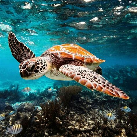 Sea Turtle Save The Sea Turtles, Baby Sea Turtles, Cute Turtles, Green Sea Turtle, Turtle Love ...