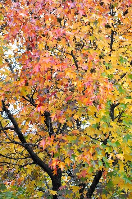 American Sweetgum Fall Foliage Color | Flickr - Photo Sharing!