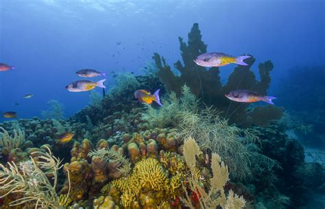 The 10 Best Caribbean Snorkeling Spots