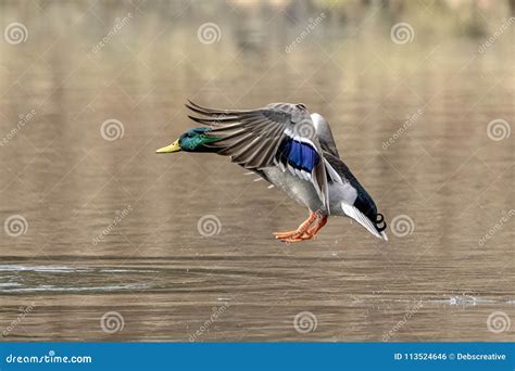 Mallard Duck in flight stock photo. Image of poughkeepsie - 113524646