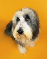 Bearded Collie Grooming Styles | eHow