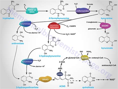 Amino Acid Biosynthesis and Catabolism - The Medical Biochemistry Page