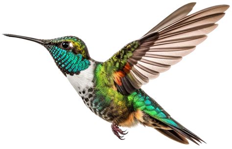 Hummingbird with . 24704567 PNG