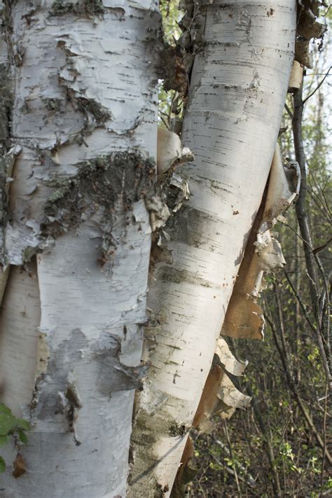 White Birch Bark Tree Free Stock Photo - Public Domain Pictures