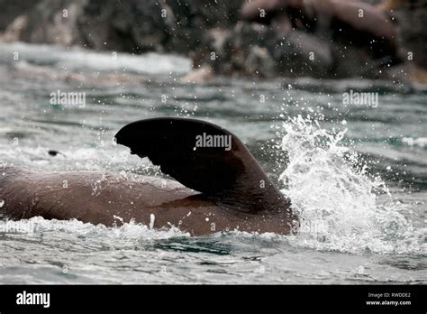 Sea lion's flipper as he dives underwater Stock Photo - Alamy