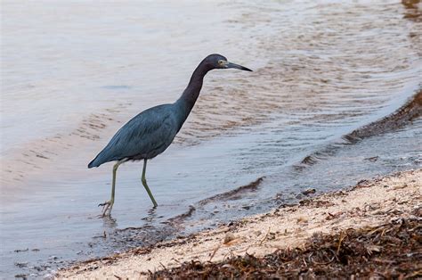 Little Blue Heron | @Florida Keys - Little Blue Heron; Stoke… | Louis | Flickr