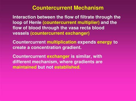 PPT - Countercurrent M echanism PowerPoint Presentation - ID:1929434