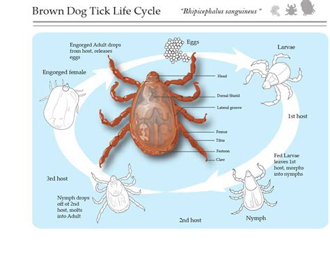 Tick Life Cycle