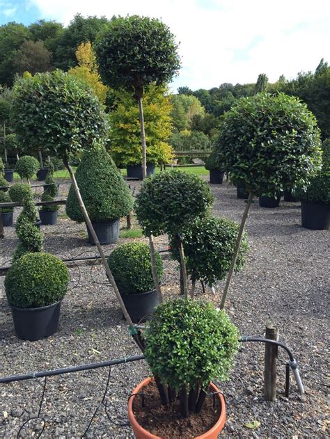 Privet pom pom Small Courtyard Gardens, Small Courtyards, Outdoor Gardens, Pom Pom Tree, Pom ...