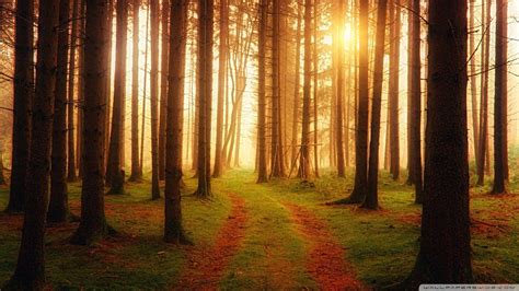 Forest Path Wallpapers - Top Free Forest Path Backgrounds - WallpaperAccess