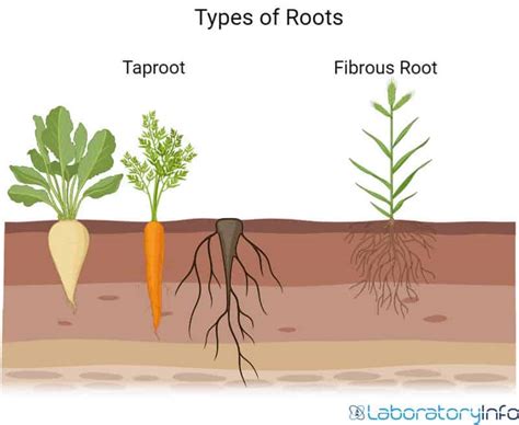 Taproot and Fibrous Root - Diagram, Definition, Differences and Facts ...