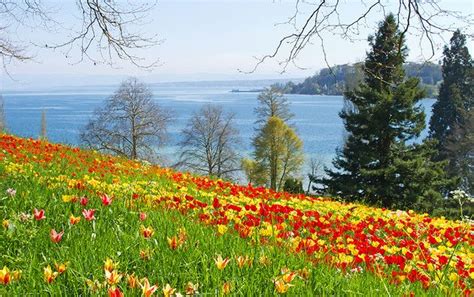 Insel Mainau: the Flower Island of Lake Constance | Attractions in germany, Tourist attraction ...