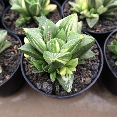 Haworthia Retusa Variegated – Succulentasia