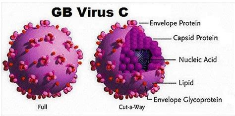 Hepatitis G Virus - Focus Dentistry