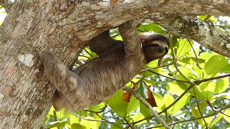 Wildlife of Tamarindo, Costa Rica: Up-close & personal encounters