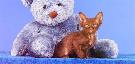 LaPerm Cat Breed Information Center - A Complete Guide To The LaPerm