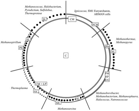 Cell wall organization of Archaea. The schematic illustration... | Download Scientific Diagram