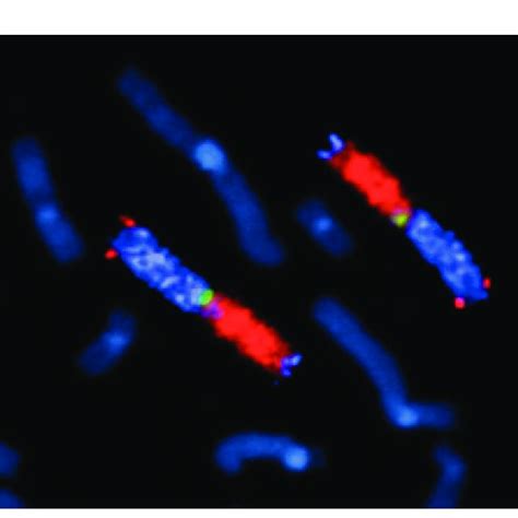 Details of confocal images of zygotene chromosomes shown in Fig. 4 at ...