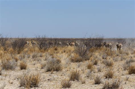 Herd of Zebra in African Bush Stock Photo - Image of kenyan, pattern: 63966586