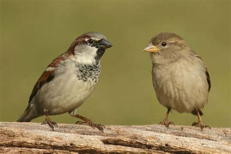 Sparrow Symbolism - Spirit Animal Totems