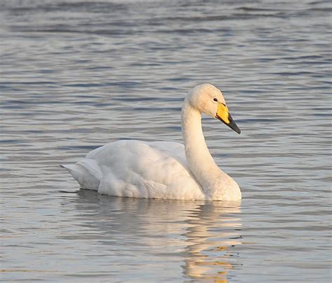 MONTGOMERYSHIRE BIRDS: Whooper Swan @ Caersws