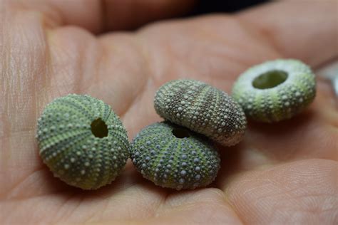 baby sea urchins found in Shetland. Used for artwork by www ...