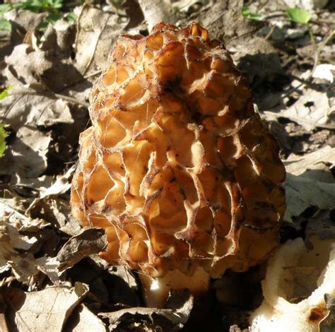 Morchella esculenta, Morel, identification