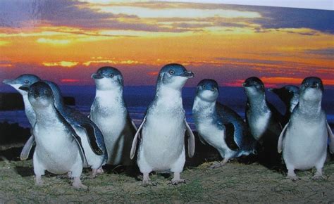 georgiasam: Penguins, St Kilda