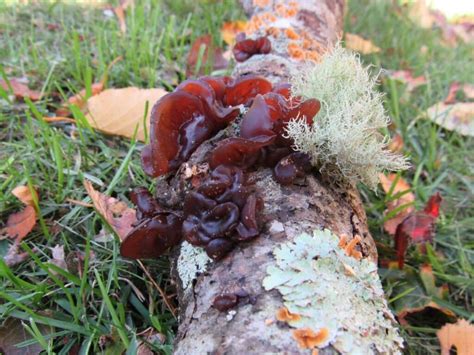 Amber Jelly Roll Fungus: Identification, Foraging, and Uses - Mushroom Appreciation