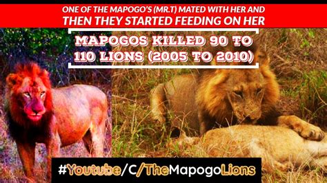 Mapogos Killed 90 to 110 Lions (2005 to 2010) - YouTube