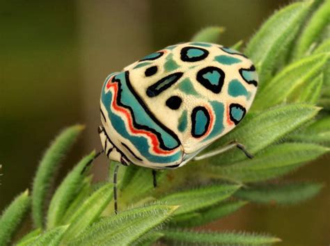 2 best r/earthmind images on Pholder | This is a Picasso Bug and it's a ...