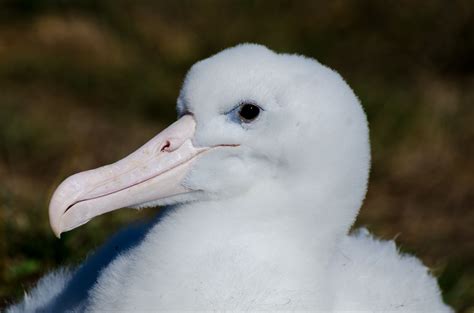 Northern Royal Albatross Chick, Taiaroa Head in May, weighing over 6.5kgs. Royal Albatross ...