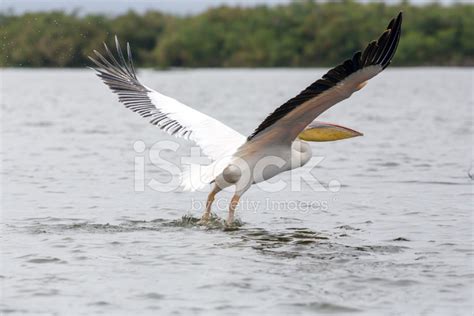 Flying Pelican Stock Photo | Royalty-Free | FreeImages