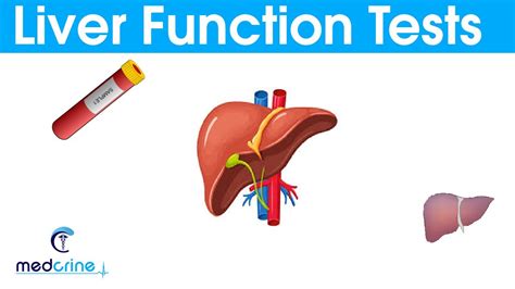 Liver Function Test Results Explained