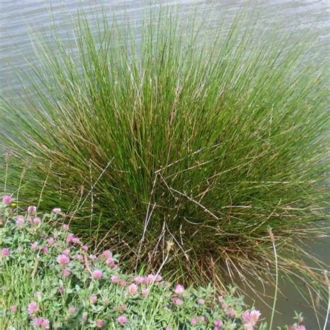 8 Best Grasses to Plant Around Ponds (Top Picks) - Pond Informer