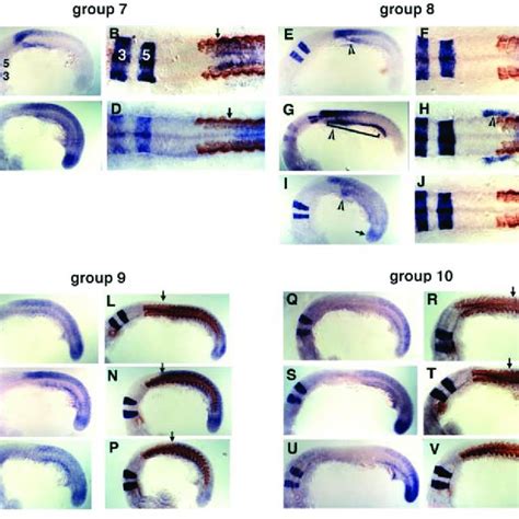 (PDF) Zebrafish hox genes: genomic organization and modified colinear expression patterns in the ...