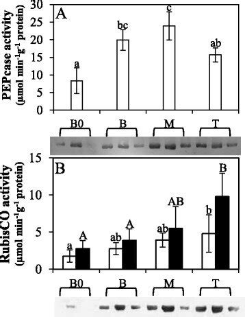 Changes in activity and protein amount of carboxylation enzymes in ...