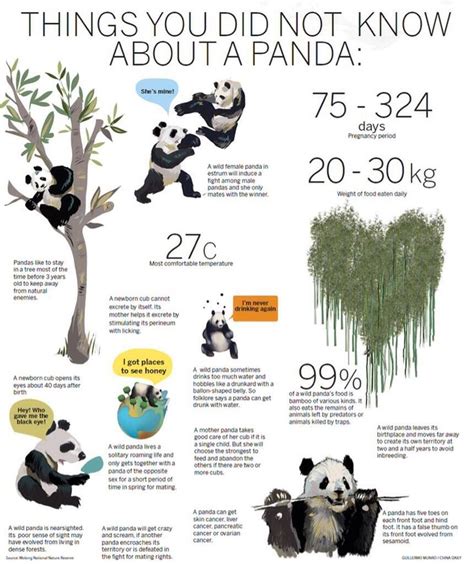 Panda Facts Poster