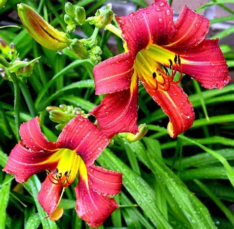 Care for Summer Flowering Bulbs - Gardening Channel