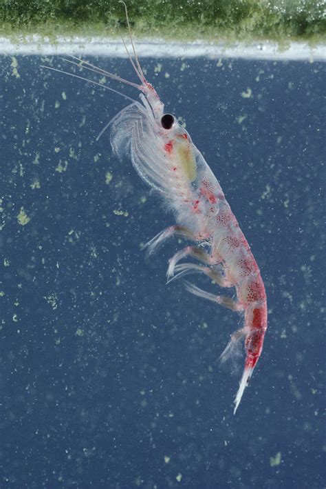 Krill Antarctica Photograph by Flip Nicklin - Pixels