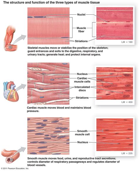 Muscle Tissue Drawing at PaintingValley.com | Explore collection of Muscle Tissue Drawing