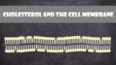 Cholesterol and the Cell Membrane | Cell Biology - YouTube