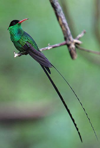 beautiful bird of paradise: Jamaican hummingbird also known as the "Doctor Bird." The male of ...