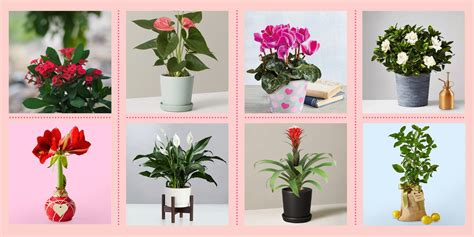 10 Indoor Flowering Plants To Add Color To Your Home, 59% OFF