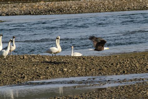 Seeing the Trumpeter swan migration up close – The ExploreNorth Blog