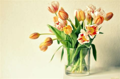 Orange Tulips HD Wallpapers - Top Free Orange Tulips HD Backgrounds ...