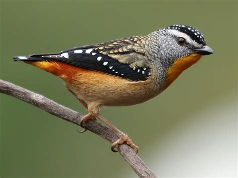 Spotted Pardalote - eBird