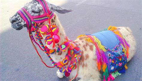 Cute !!! | Peruvian textiles, Llama face, Llama